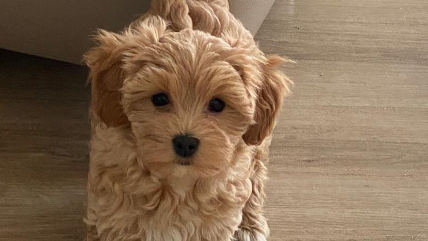 Hund von Veronica Ferres