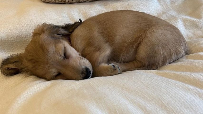 Hundewelpe von Jamie Laing