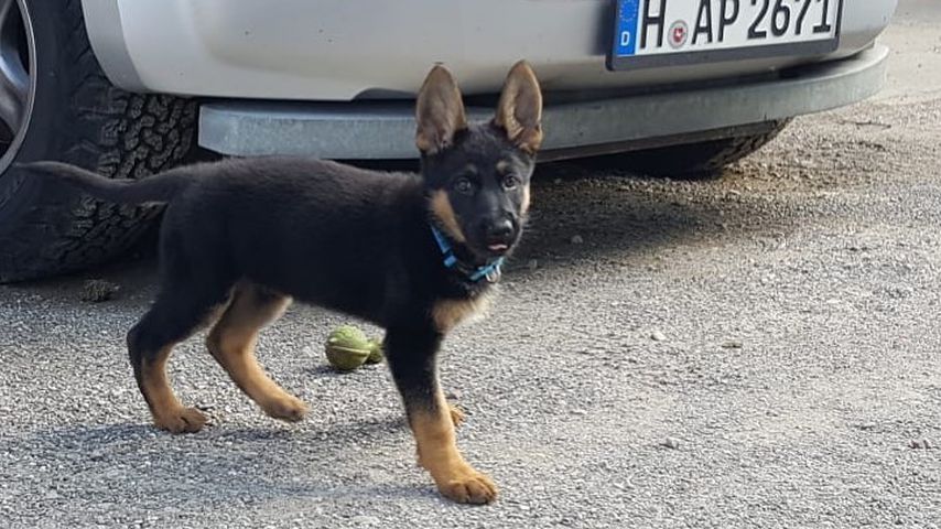 Ingo Kantoreks Hund