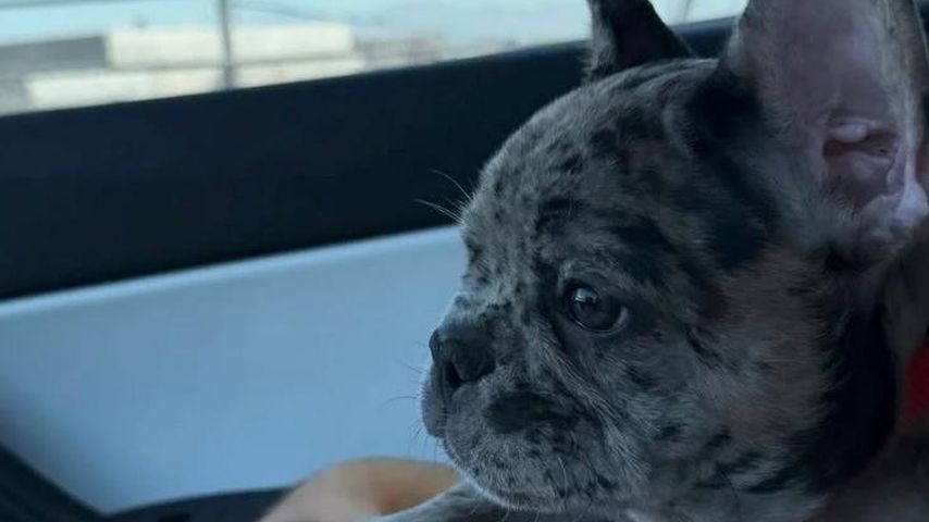 Jaden Agassis Hund im Juni 2025