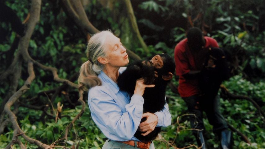 Jane Goodalls letzte Tage: Ihre Assistentin enthüllt Details