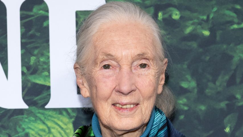 Zum 90. Geburtstag: Jane Goodall teilt bewegende Message!