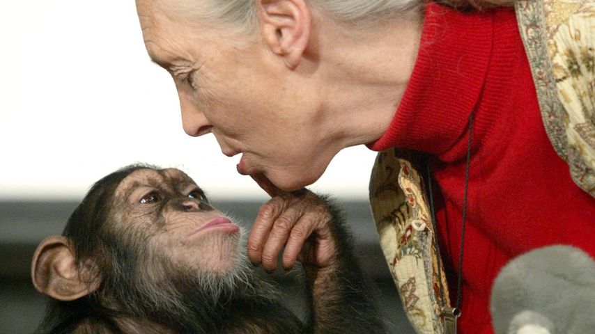 Jane Goodall, Anthropologin