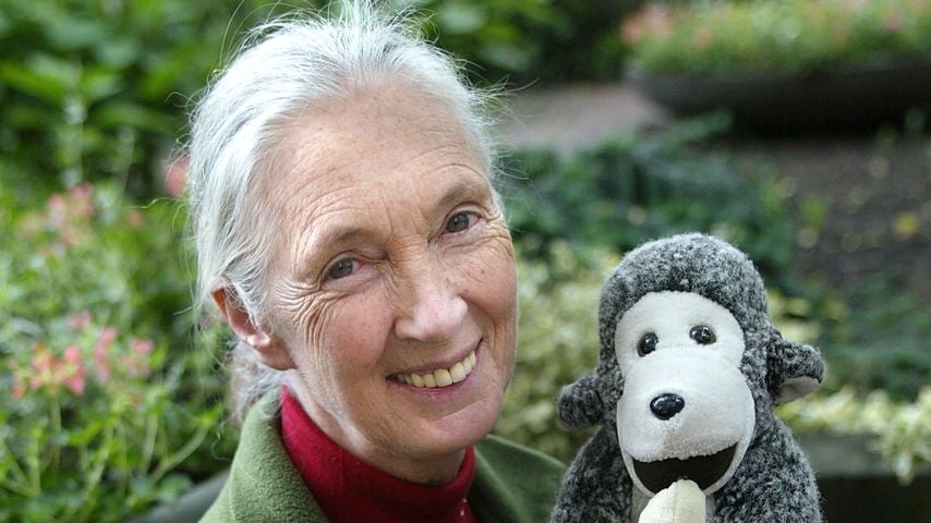 Nach Tod: Netflix veröffentlicht Dokuserie mit Jane Goodall