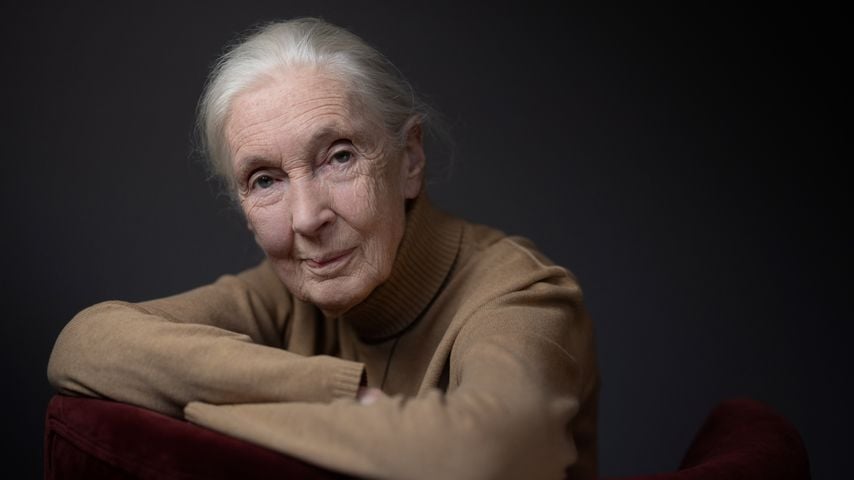 Ikone der Wissenschaft Jane Goodall ist mit 91 verstorben