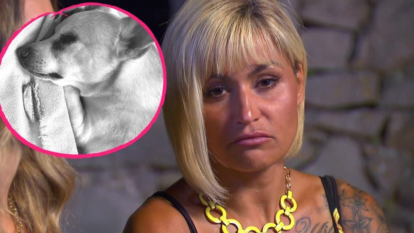Ein Tag nach Willi Herren: Auch Jasmins Hund ist gestorben!