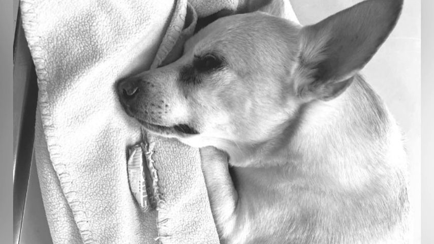 Jasmin und Willi Herrens Hund Tommy