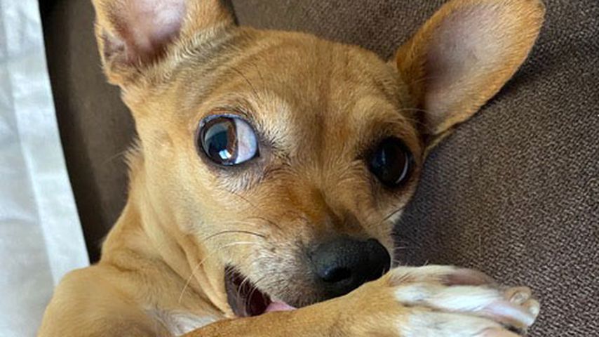 Jean-Claude van Dammes Hund Lulita