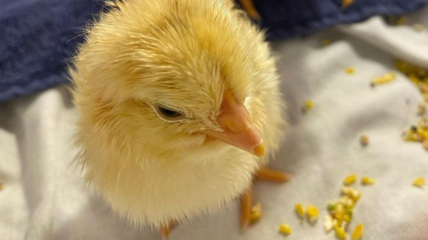 Jenefer Riilis Küken im November 2020