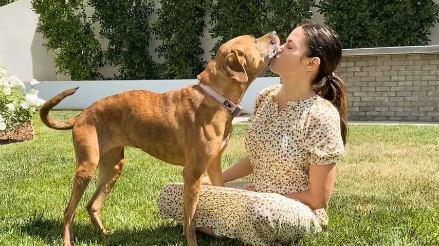 Plötzlicher Tod: Jenna Dewan und Steve trauern um ihren Hund
