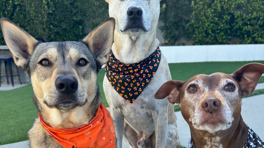 Hunde von Jenna Dewan