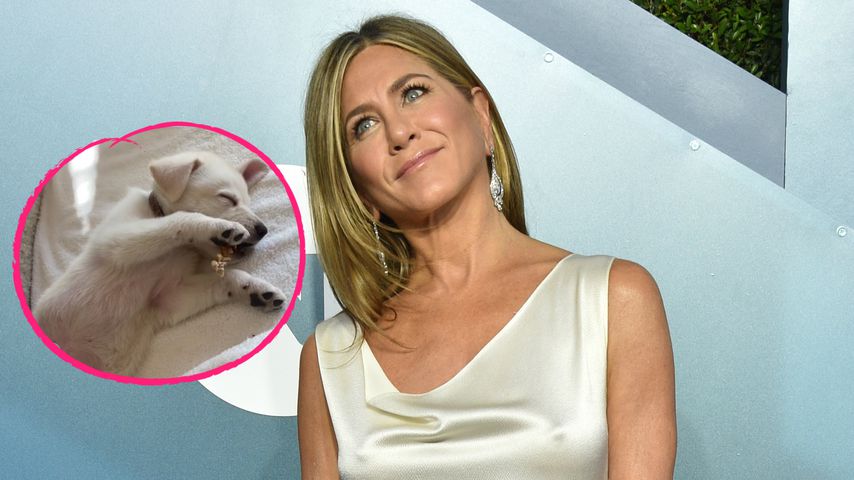 Dreifache Hundemama: Jennifer Aniston hat einen neuen Welpen