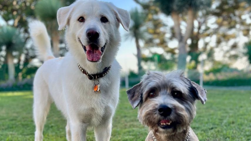 Jennifer Anistons Hunde Lord Chesterfield und Clyde