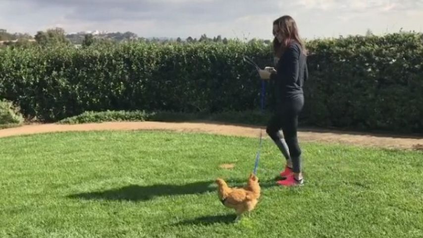 Jennifer Garner und ihr verstorbenes Huhn Regina George