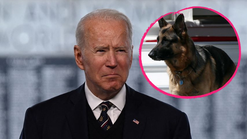 "Wurde verehrt": Joe Bidens Schäferhund Champ ist gestorben