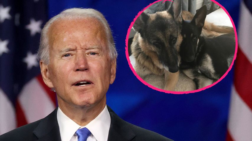 Zu viel Biss fürs Weiße Haus? Bidens Hunde müssen ausziehen