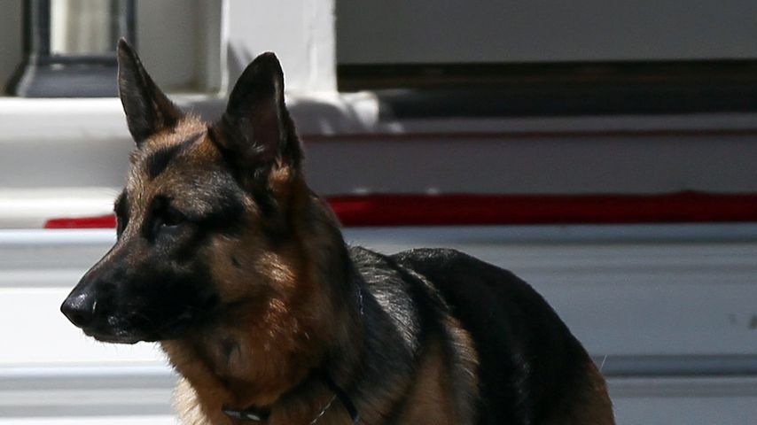 Joe Bidens Hund Champ
