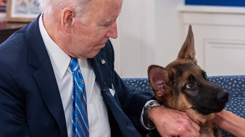 Joe Bidens Hund Commander im Dezember 2021