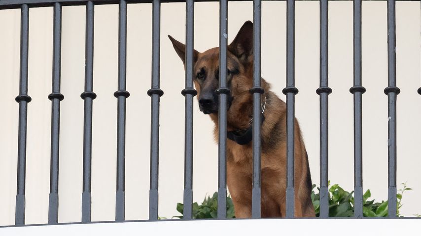 Joe Bidens Hund Commander
