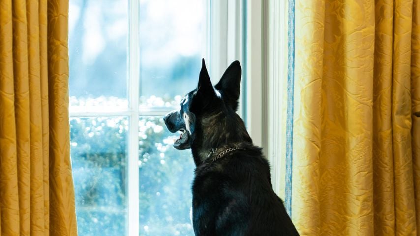 Joe Bidens Hund Major im Oval Office