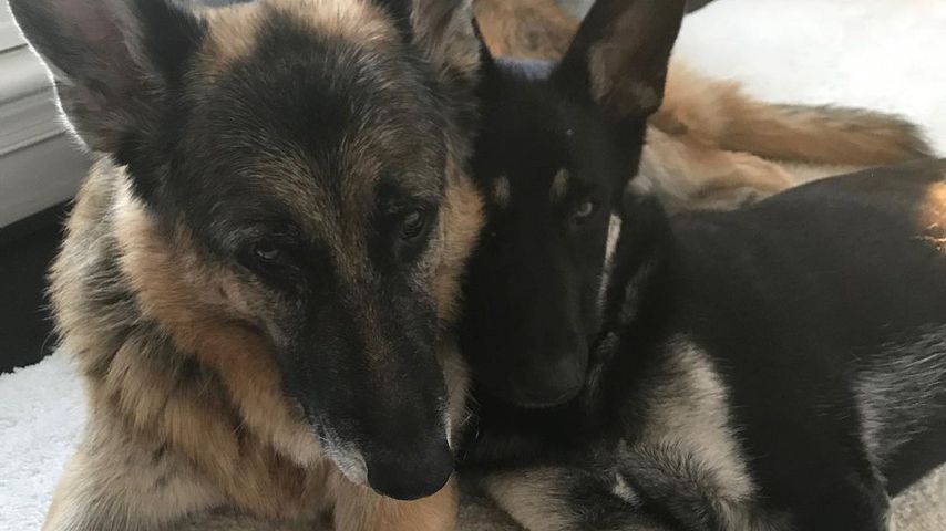 Joe Bidens Hunde Champ und Major, 2019