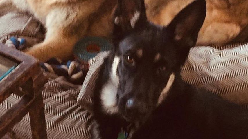 Joe Bidens Hunde Major und Champ