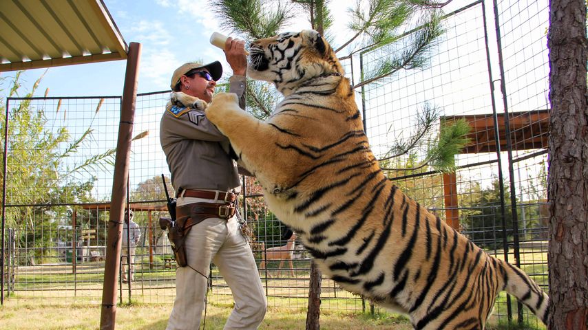 Szene aus "Tiger King: Murder, Mayhem, and Madness" mit Joe Exotic und einem Tiger, Januar 2020
