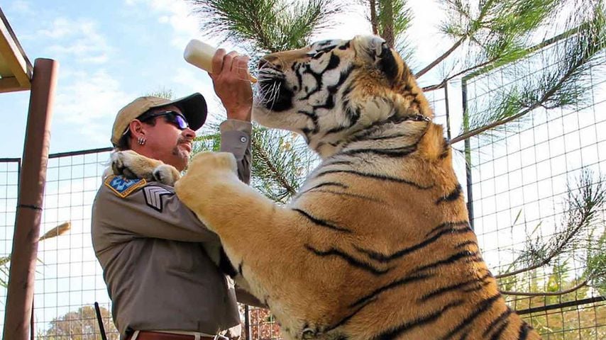 Joe Exotic, "Tiger King"-Star