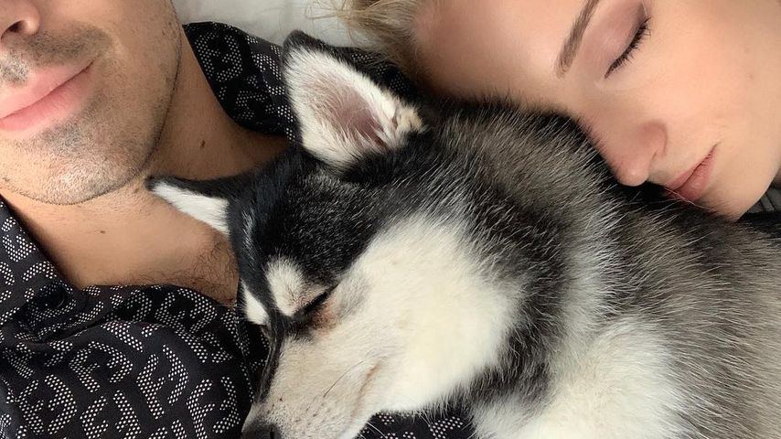 Joe Jonas und Sophie Turner mit ihrem Hund Waldo