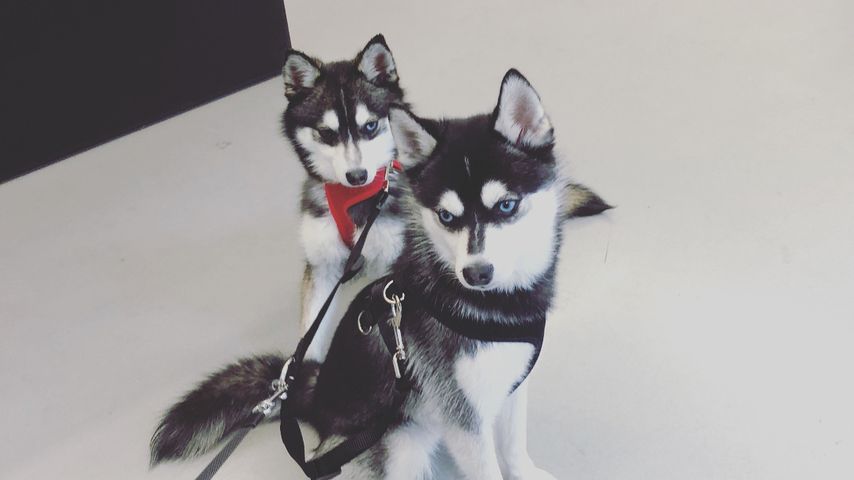 Waldo und Porky, Hunde von Joe Jonas und Sophie Turner