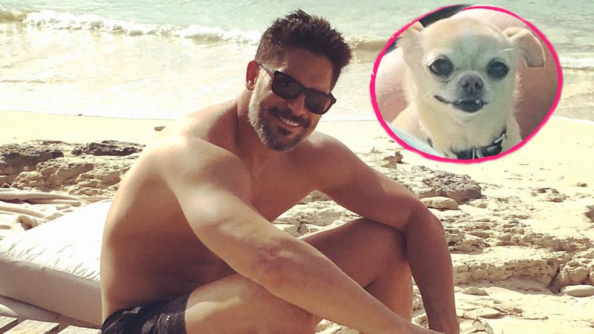 Fans vermissen ihn: Wo ist Joe Manganiellos Hund Bubbles?