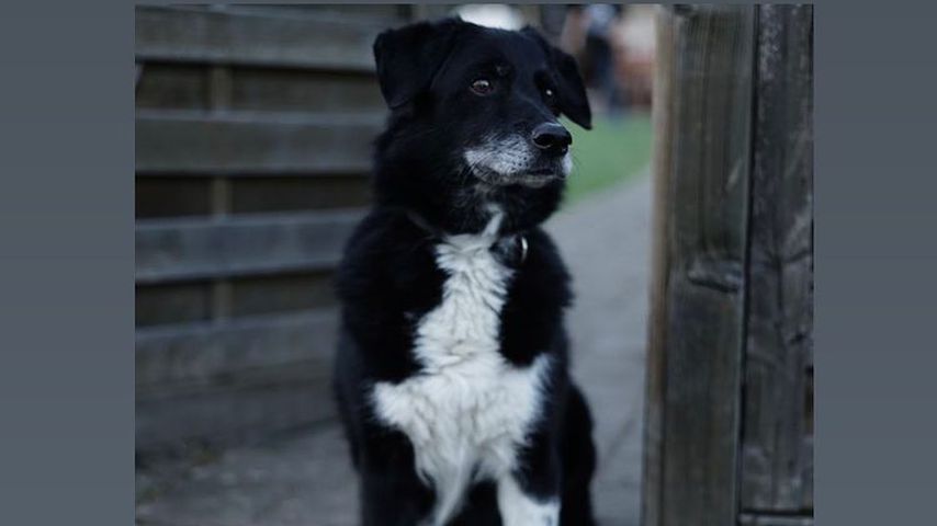 Jonas Ems' Hund Dali