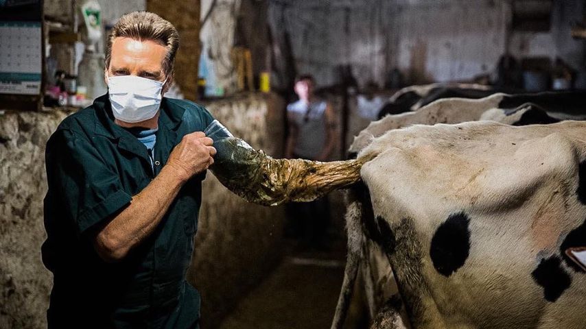 Mit Hand im Kuh-Hintern: Jürgen Milski wird jetzt Veterinär!