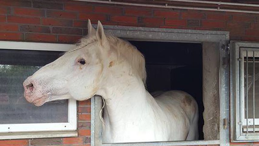 Tamme Hankens Pferd "Jumper" starb wegen eines Giftanschlags