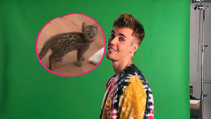 Einfach goldig! Justin Bieber stellt Fans Katze Sushi vor
