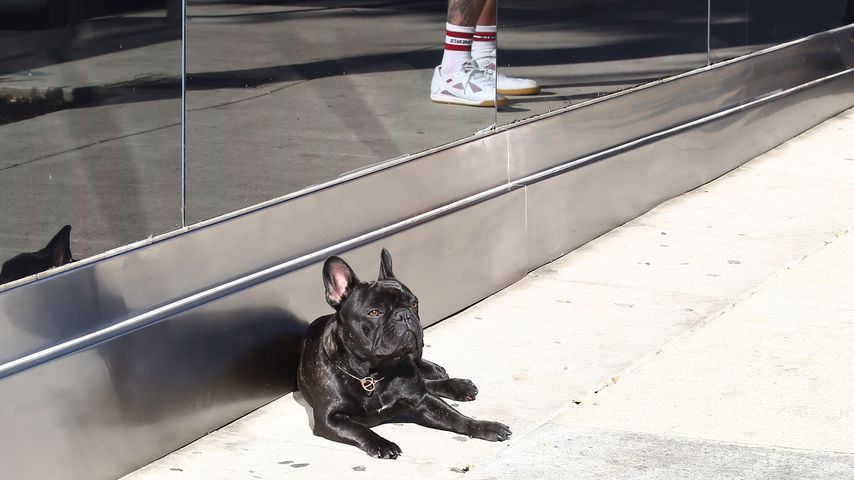 Justin Bieber und Bulldogge