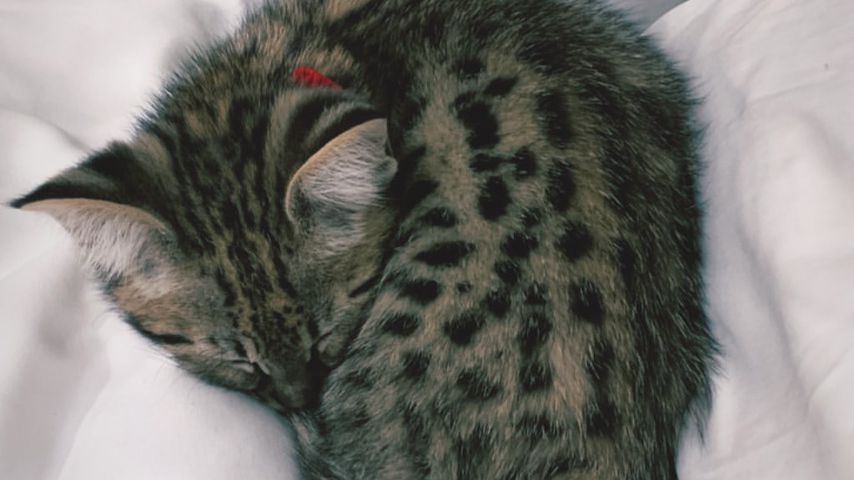 Justin Biebers Katze Sushi