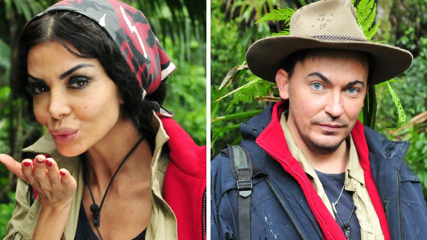 Nostalgie-Alarm: Diese Promis wollen zurück in den Dschungel