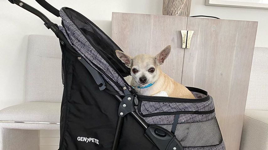 Kaley Cuocos Hund Dumpy, September 2020