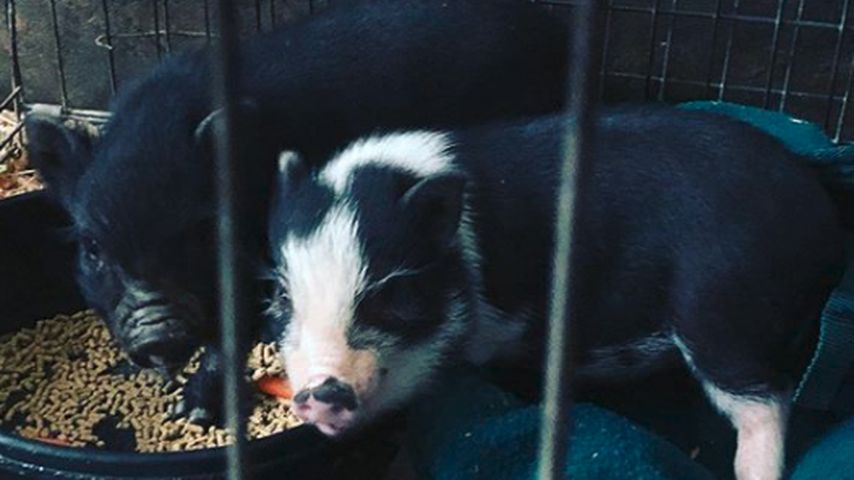 Kaley Cuocos Mini-Schweine im April 2020