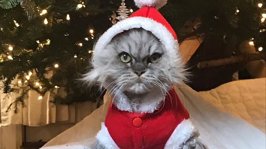 Kate Beckinsales Kater Clive