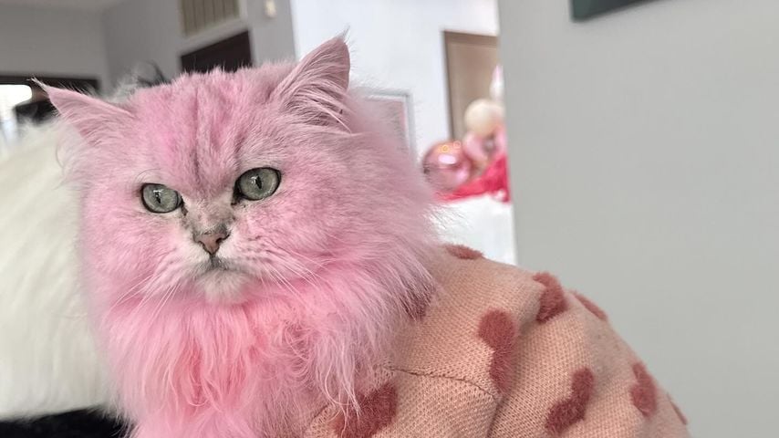 Kate Beckinsales Katze