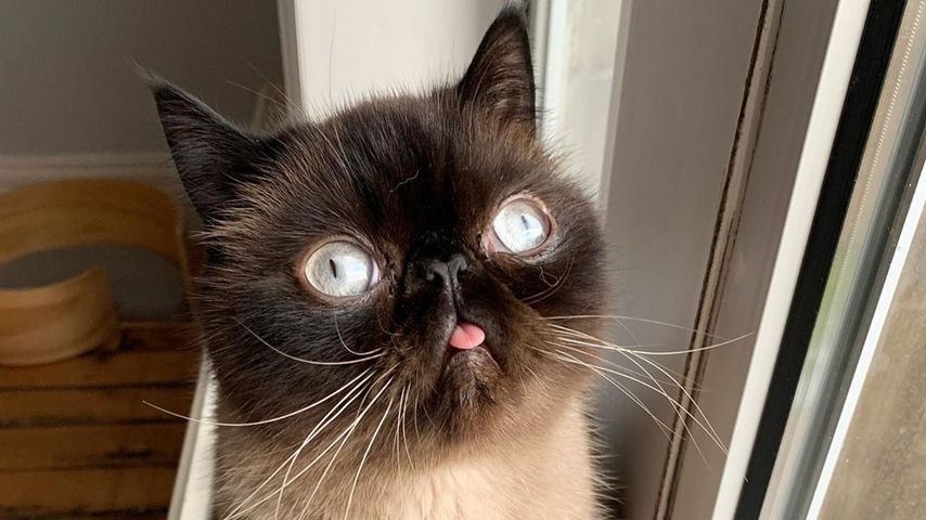 Kater Ikiru