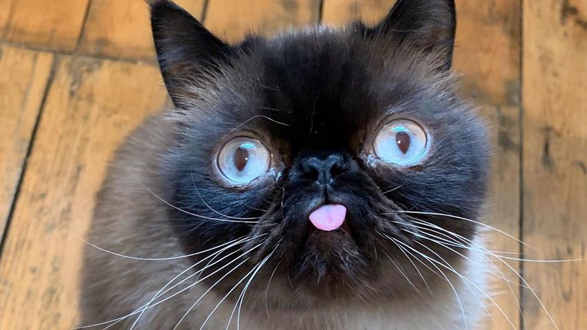 Schielender Flauscheball: Dieser Kater erobert das Netz!