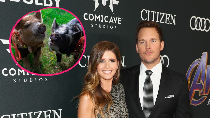 Zum B-Day: Katherine schenkt Chris Pratt zwei echte Schweine
