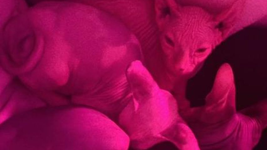 Katie Price' Katzen