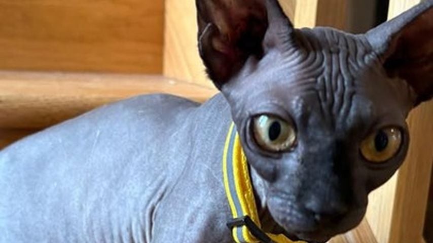 Katie Price vermisst ihre Katze Eilleen