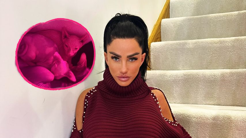 Katie Price und ihre Katzen