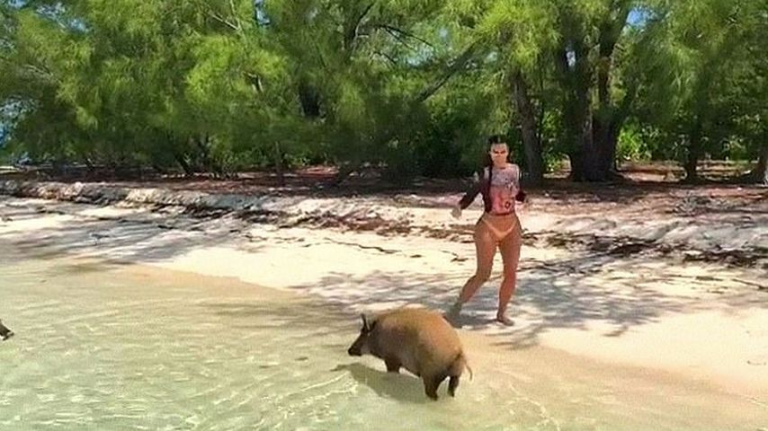 Kim Kardashian und ein Bahamas-Schwein