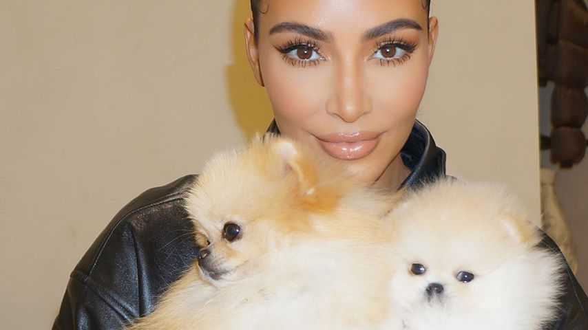 Wie süß! Hier shootet Kim Kardashian mit ihren Pomeranians